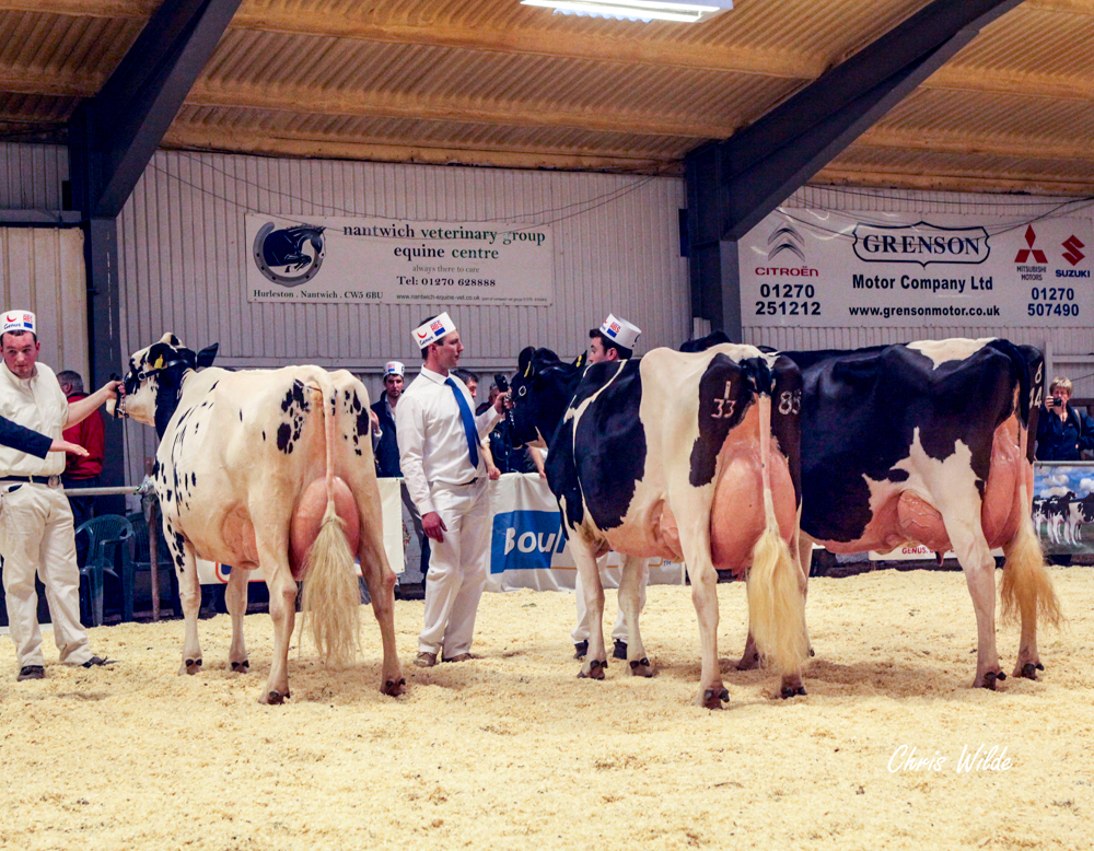 BEST ANIMAL IN SHOW SIRED BY A UK SIRE Paulbrook Shottle Peta (Shottle) Paul Fenton