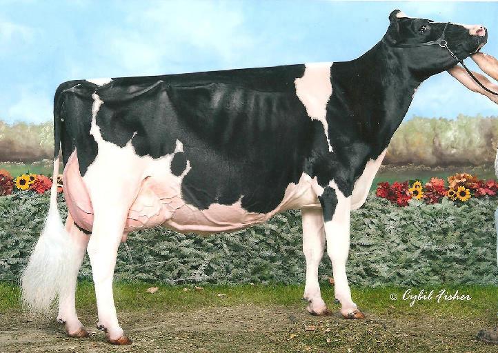 T-Triple-T Dundee Paige - nominated All-American Aged cow 2011 is now up for EX96! She is just fresh 40 days!