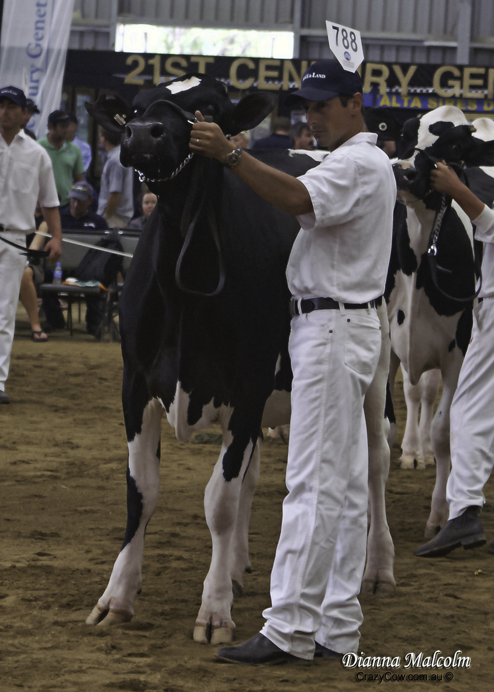 Bluechip Dundee Connie 2 VG 89 (Max Score) 3rd S2 in-milk IDW 2012 and 5th S3 in-milk 2013