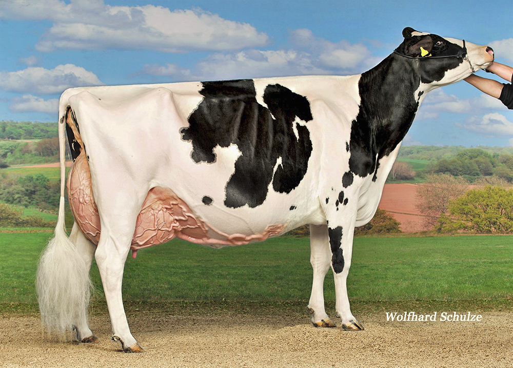 Decrausaz Iron O’Kalibra EX-94 Her  1st Choice female by Mr Apples Armani  sold to West Coast Synidcate, IL for $46,500