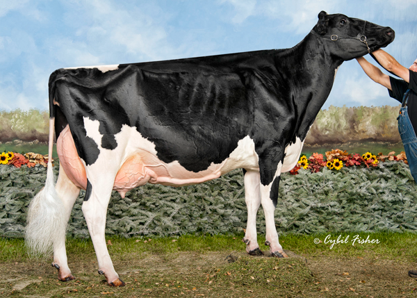 Eastside Lewisdale Gold Missy (EX-95) 2012 Canadian Cow of the Year