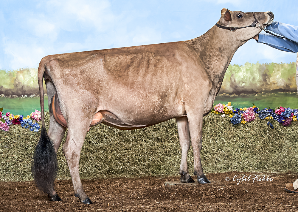 Hometown J Meant To Be  VG 87 (18 days fresh, 1st calf) 1st Senior 2 Year Old at the New York Spring Carousel 2013