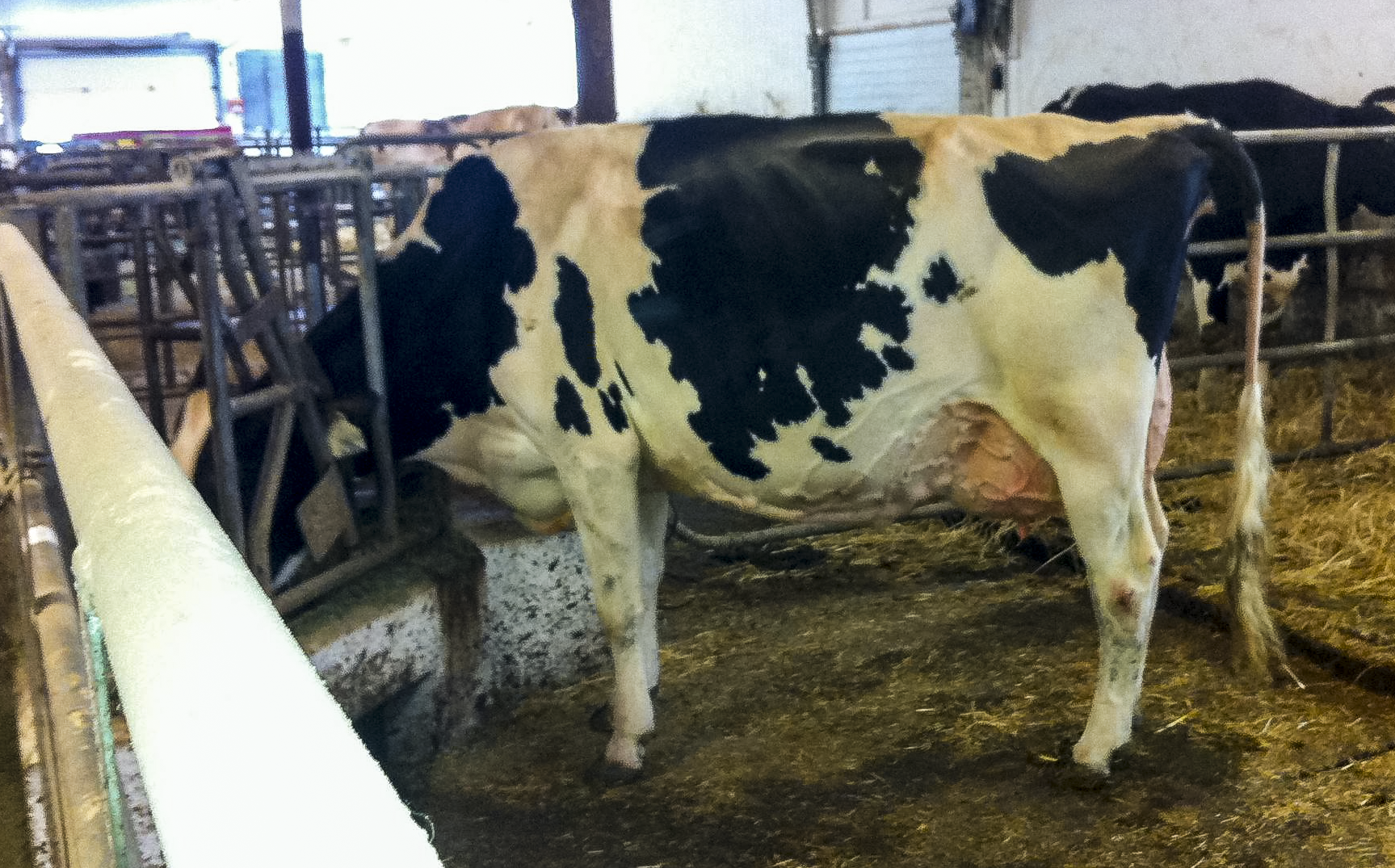 Ms Crescentmead SS Amy now E-91