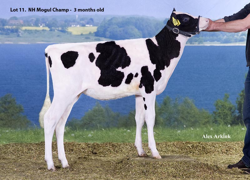 NH Mogul Champ The #1 GTPI OUTCROSS Heifer in Europe from a deep American cow family! Really outcross: Mogul x Active x Outside x Rudolph.  2nd high seller  at EUR67,000 and sold to Arie Duindam