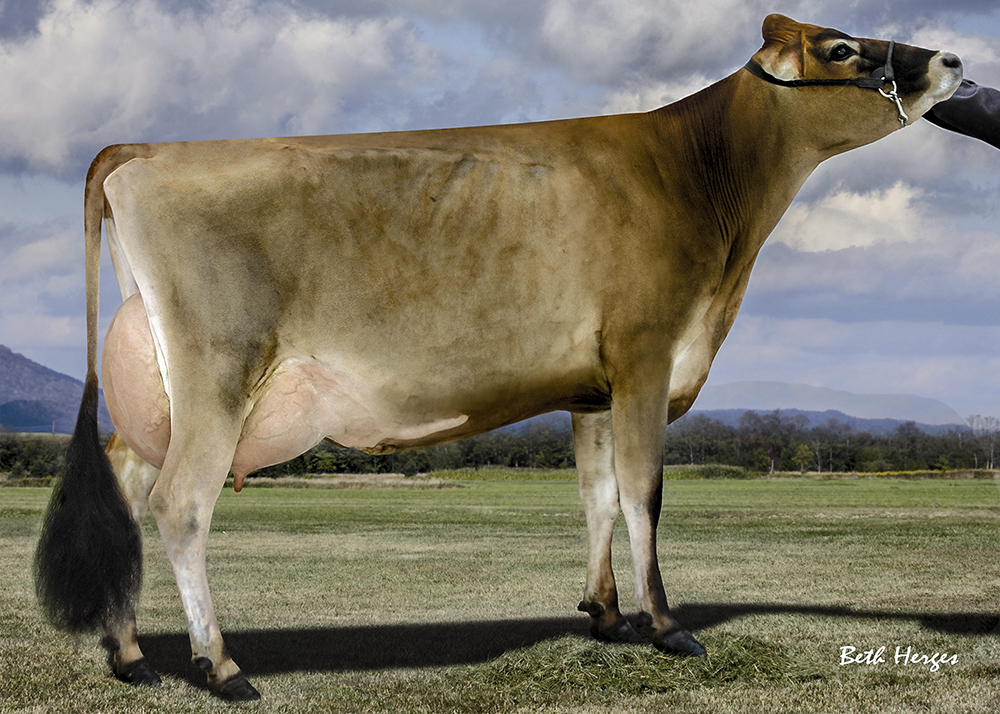 Schultz Mygent Chili-P EX-90 She is a polled daughter of Schultz Paramount Mygent-P out of a Hallmark dam. She has a GJPI of +179 (04/11).