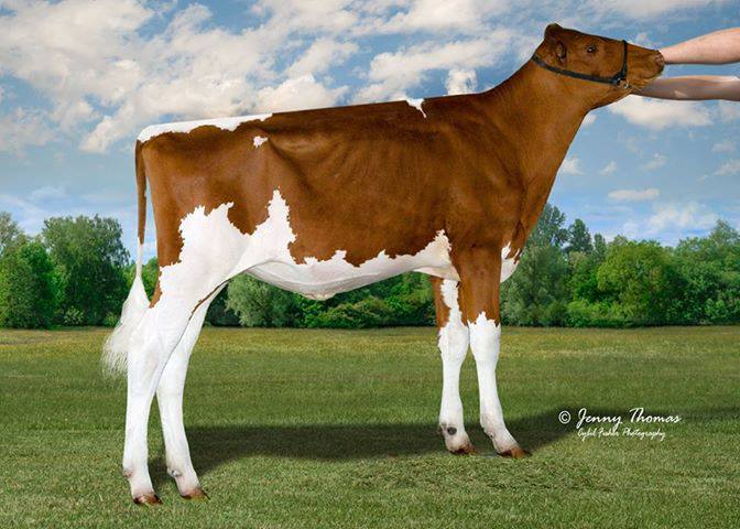Ms Koenen Ladd P5715-Red PP Gtpi 1936 Homozygous Polled PP Red Roxy! Sells at RI-VAL-RE SELECT SALE, SATURDAY, JUNE 15TH