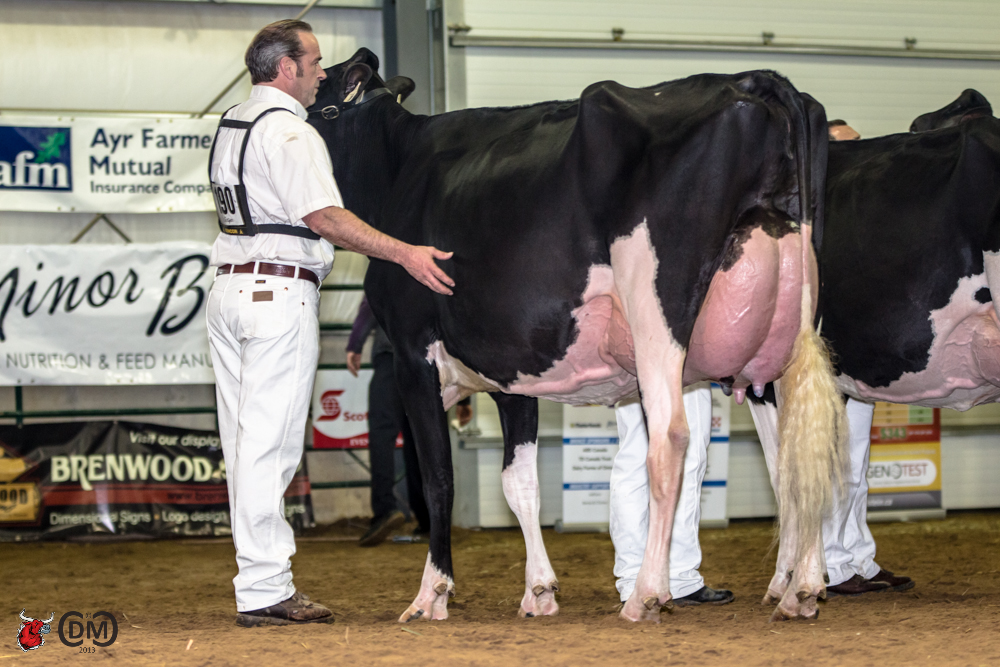 High Point Golden Rose VG-89-3YR-CAN Goldwyn x Damion  1st 4yr old Ontario Spring Show 2013)