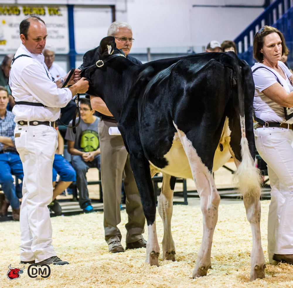 Signature R Katness (Reginald) 1st Place Summer Yearling Maxville Signature, Todd Edwards, Glennholme & Seavalley, ON