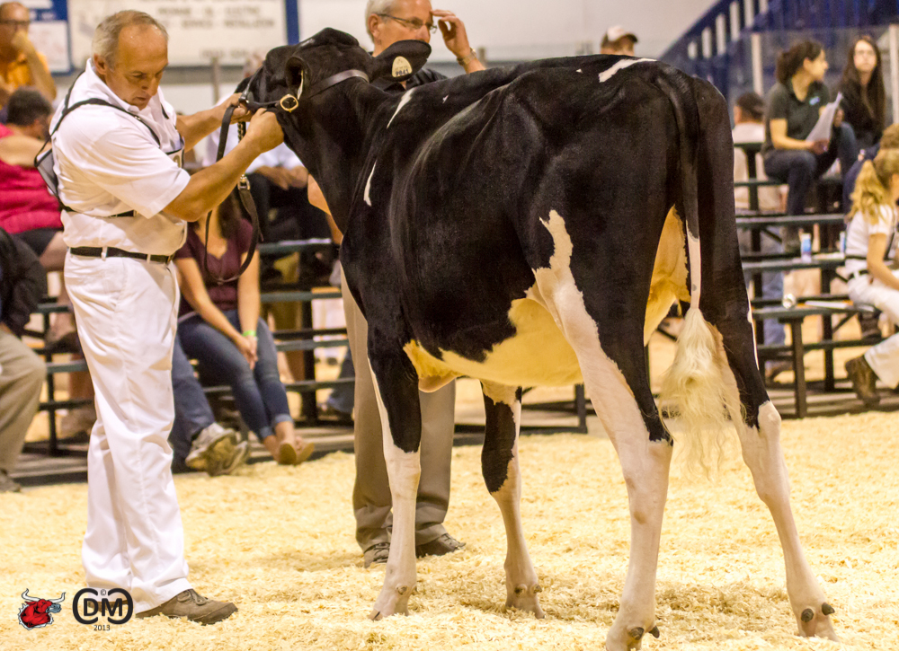 Dubeau Atwood Magnotta (Atwood) 1st Place Junior Yearling Maxville Dubeau & Dennalie, QC