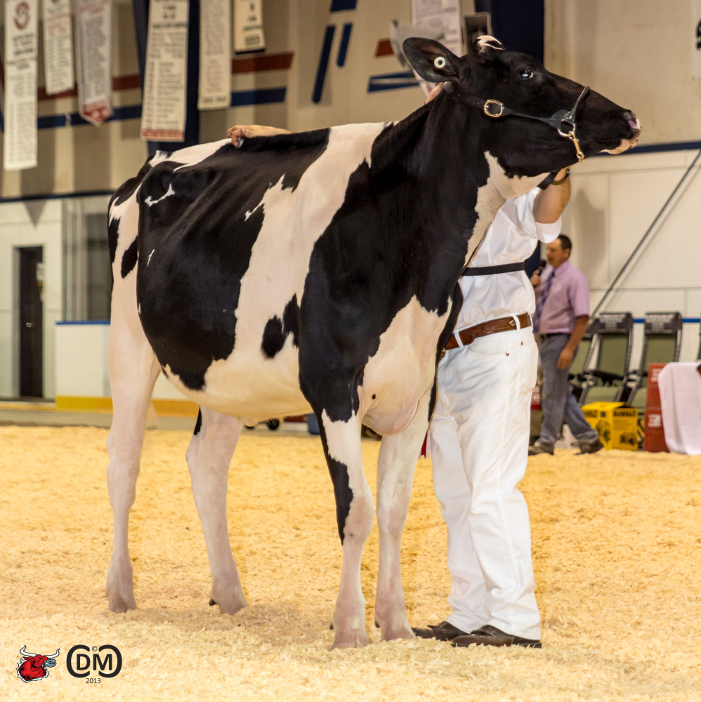 Winright Sid Elegance (Sid) 1st Place Winter Yearling Maxville Brian J. Enright, ON