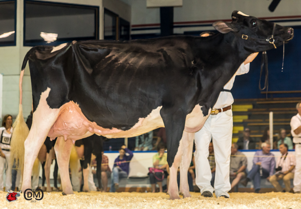 Ms Pride Gold Invite 761 (Goldwyn)  1st place 4 Year Old & Grand Champion Maxville  Blondin, Crasdale & Ponderosa, QC, PE & Spain 