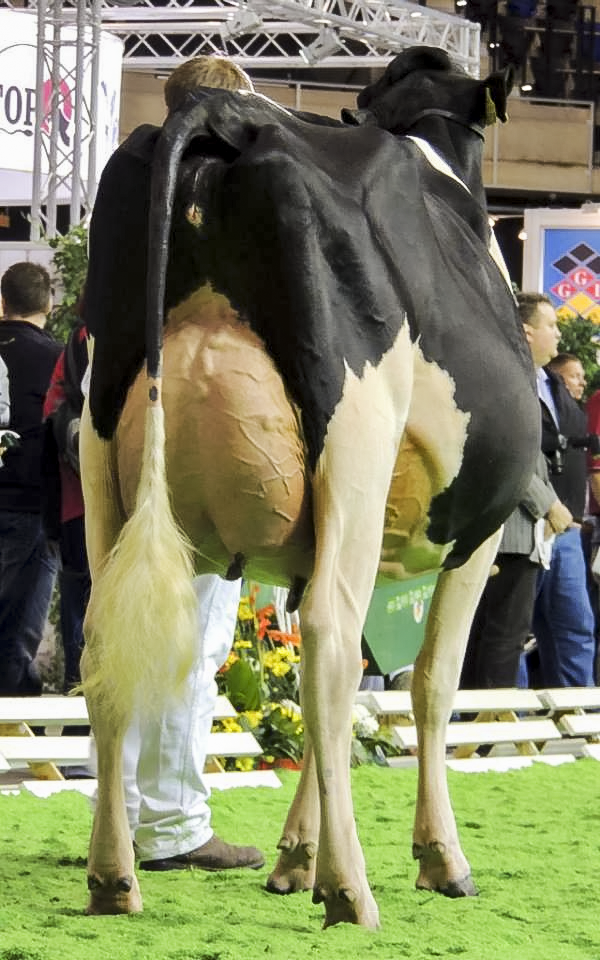 Junior Champion of B&W & R&W - Seeger´s Goldwin India, Seeger,Jörg