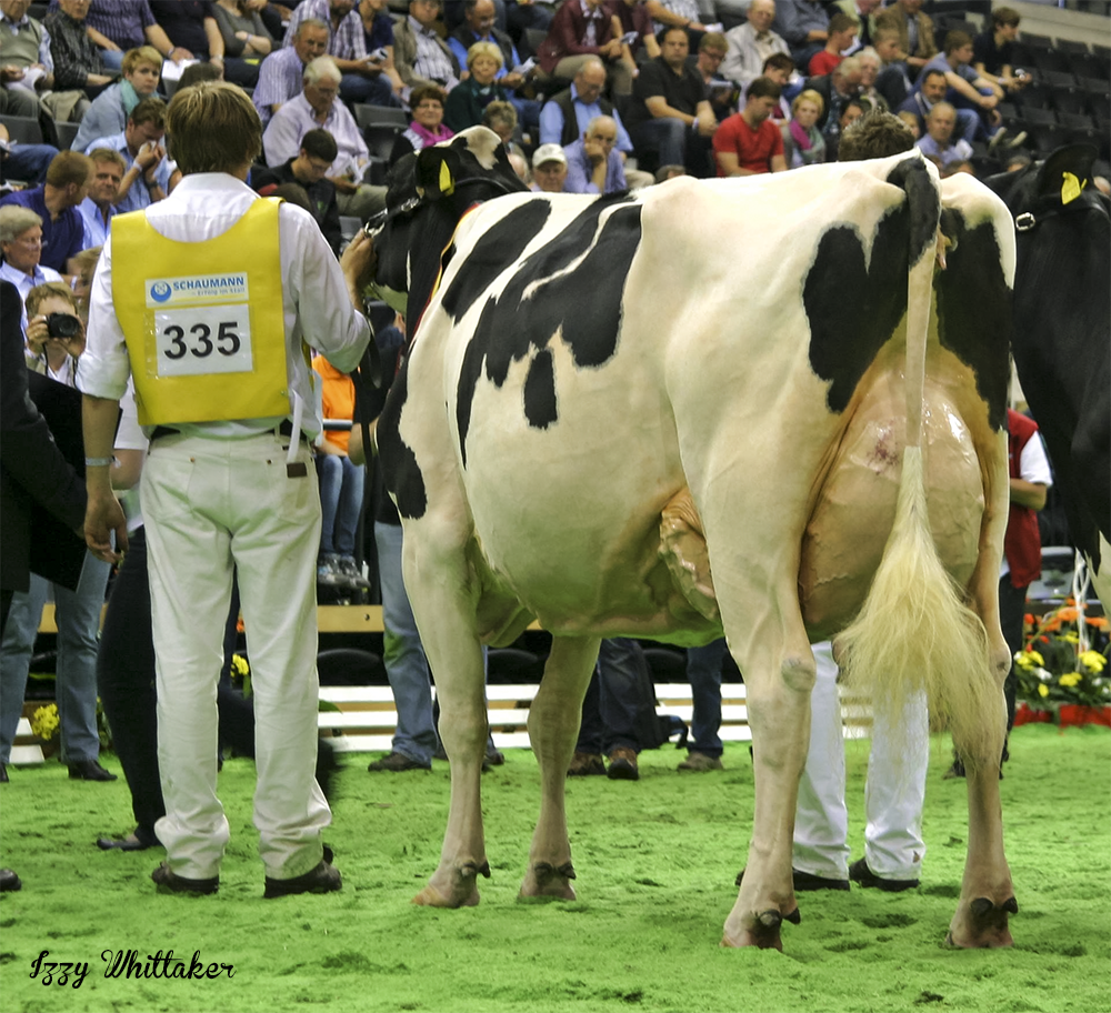 Grand Champion of B&W & R&W - Loh Marbach Nastygirl, Schulte-Lohmoeller Holsteins