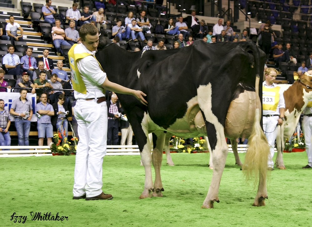 Intermediate Champion - SLH Lightning Ginger, Schulte-Lohmoeller Holsteins