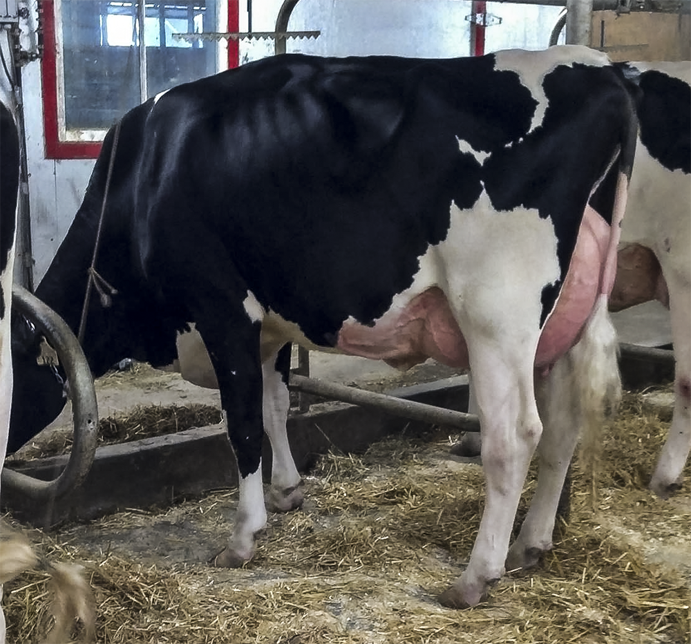 BVK Casino Adrian now VG-87 2yrs Junior 2 direct from Adeen! Casino is the full-brother of Gold Chip! She sells at the International Intrigue Sale at Blondin!