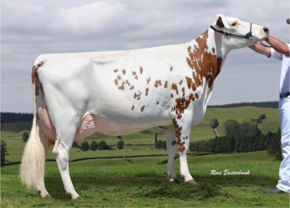 Brookview Spirito On Par Vincent & Sheridan Steiner, New Zealand