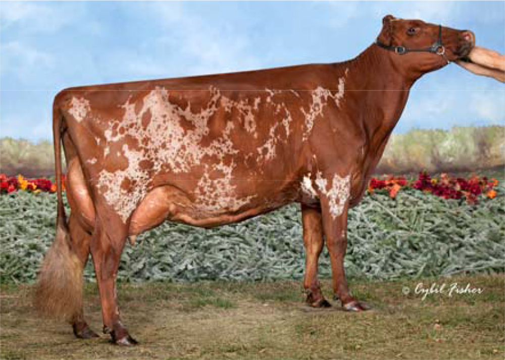 Four-Hills Tdent Snoopy Bradley & Britney Hill, US