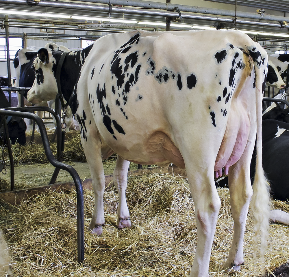 Futurecrest Aftershock Tahlia VG -88 1st Lactation Her amazing dam is Salem Goldwyn Theresa EX-94-2E, Intermediate Champion Royal Winter Fair 2009. Thalia is owned by Quality Holsteins and Futurecrest Holsteins.