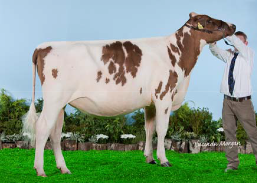 Haresfoot Maple Ella A. Rimmer, UK