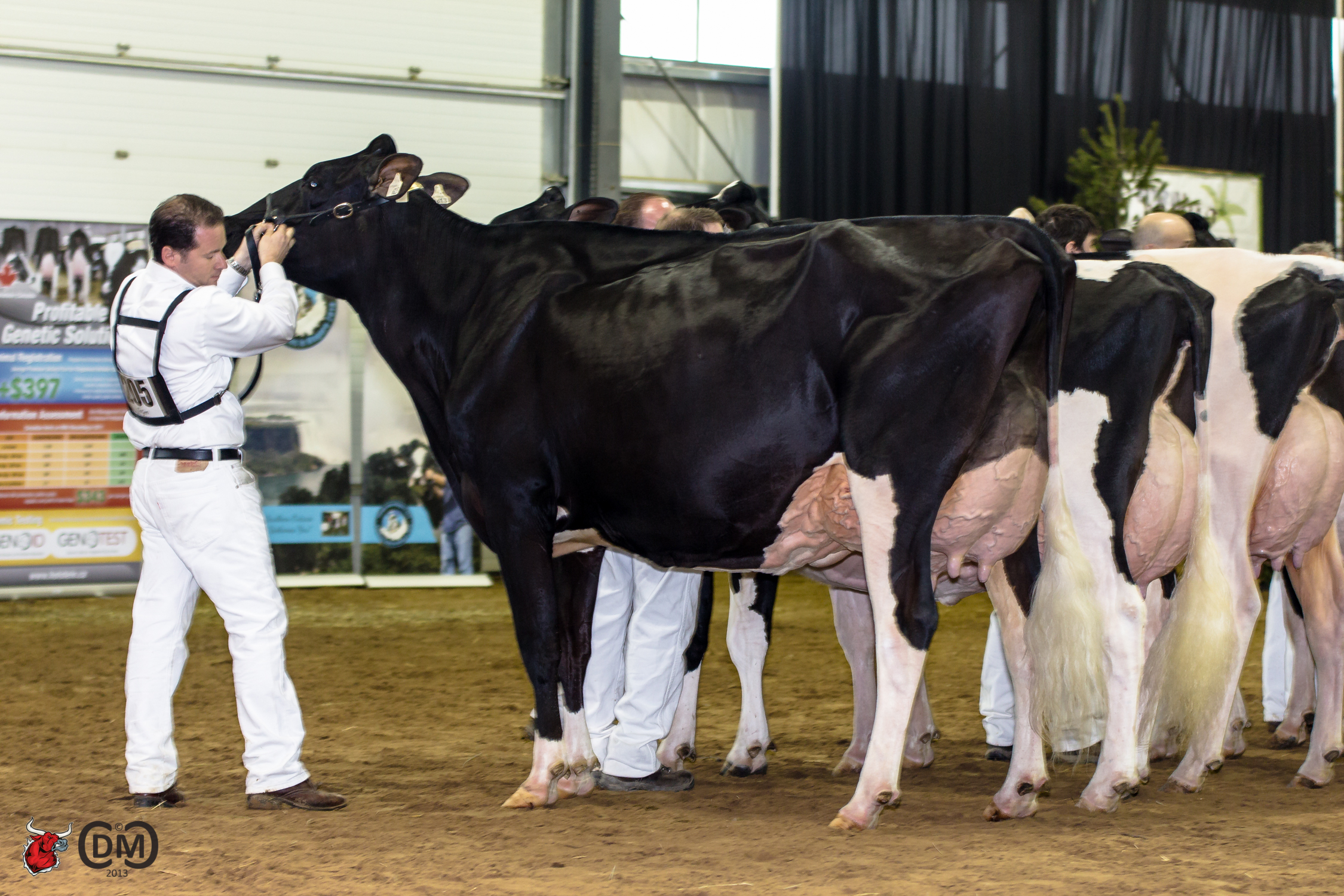 Gerran Roy Grendel now EX 95 1st Five year old and Hm. Mention Grand Champion at the Ontario Spring show 2013.
