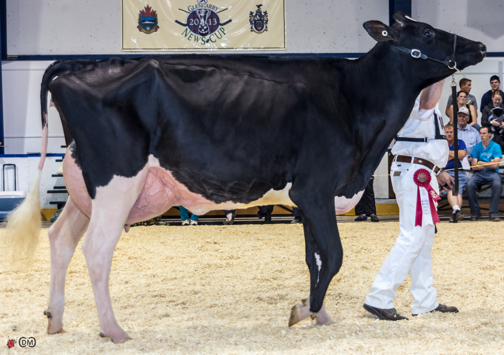 Polestar Goldwyn Lulabelle (Goldwyn) 1st place Junior 3 Year Old Maxville - See more at: https://www.thebullvine.com/news/maxville-holstein-show-2013-results/#sthash.wo9wFaWk.dpuf  Read More at www.thebullvine.com/news/maxville-holstein-show-2013-results/ ©www.thebullvine.com