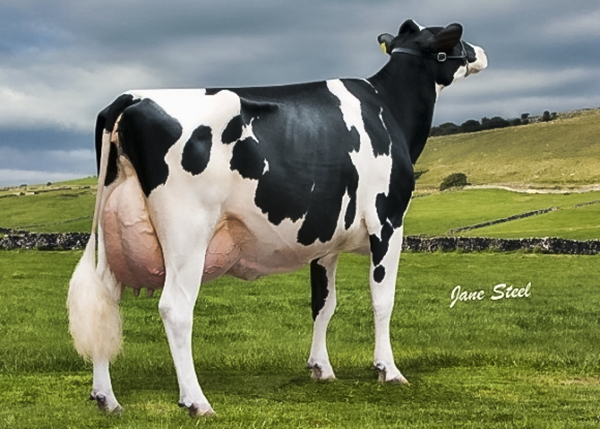 Peak Goldwyn Rhapsody EX-95-UK 5yr. (MAX) 13th generation Excellent!!