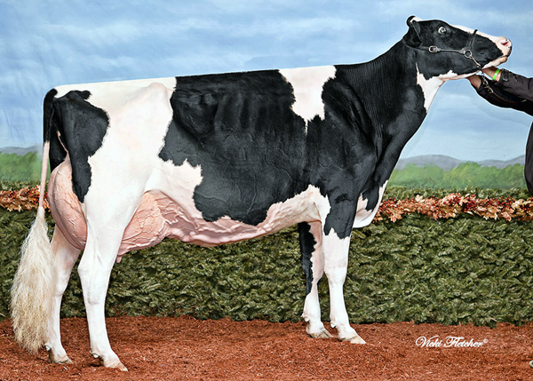 RF GOLDWYN HAILEY EX-97-2E-CAN  Show Winnings: ALL-CANADIAN MATURE COW 2012 RES. ALL-CANADIAN 5-YR 2011 GRAND ROYAL 2012 GRAND QC INTERNATIONAL 2012 GRAND MADISON 2012 RES.GRAND ROYAL 2011