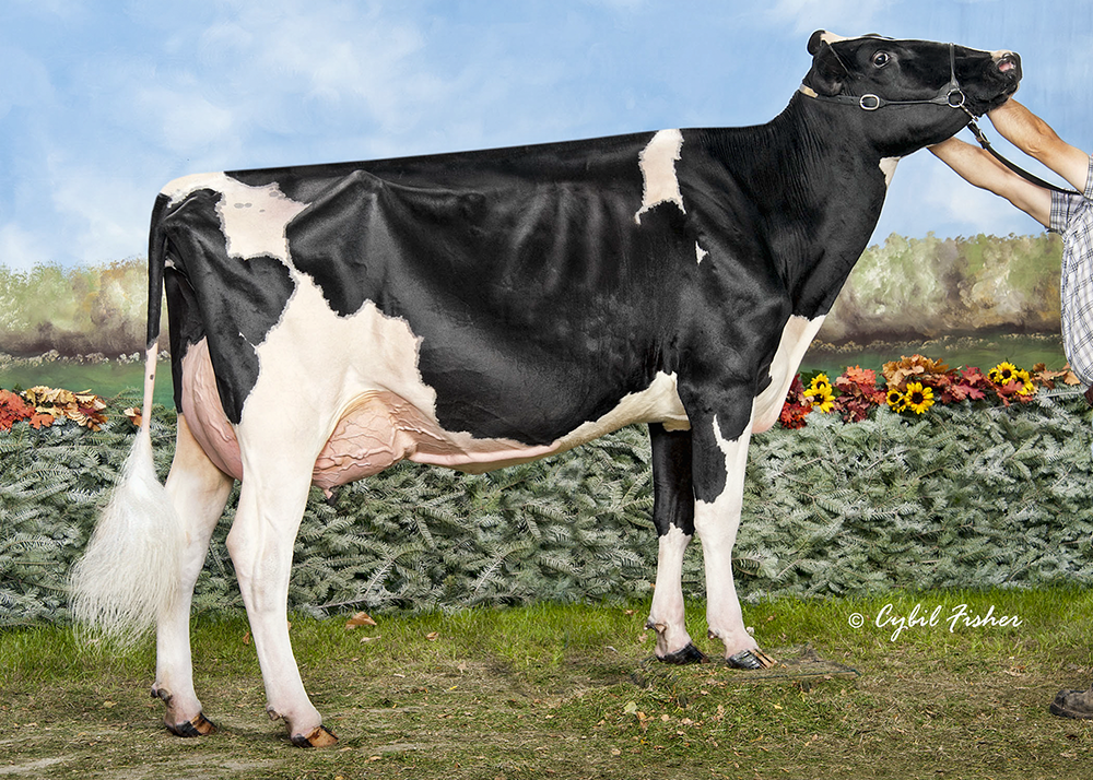 Robella Reg Macy wins Grand Champion at Landmark Feeds Summer Classic 2013