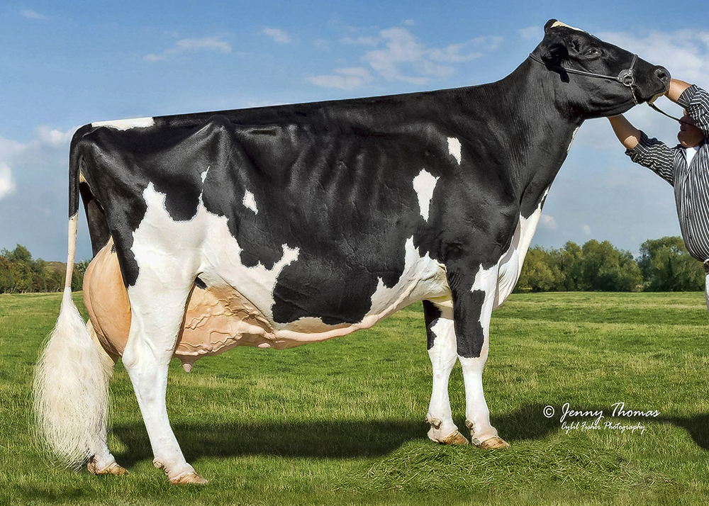 Star-Tex Montana Tiffany NOW 3E-95