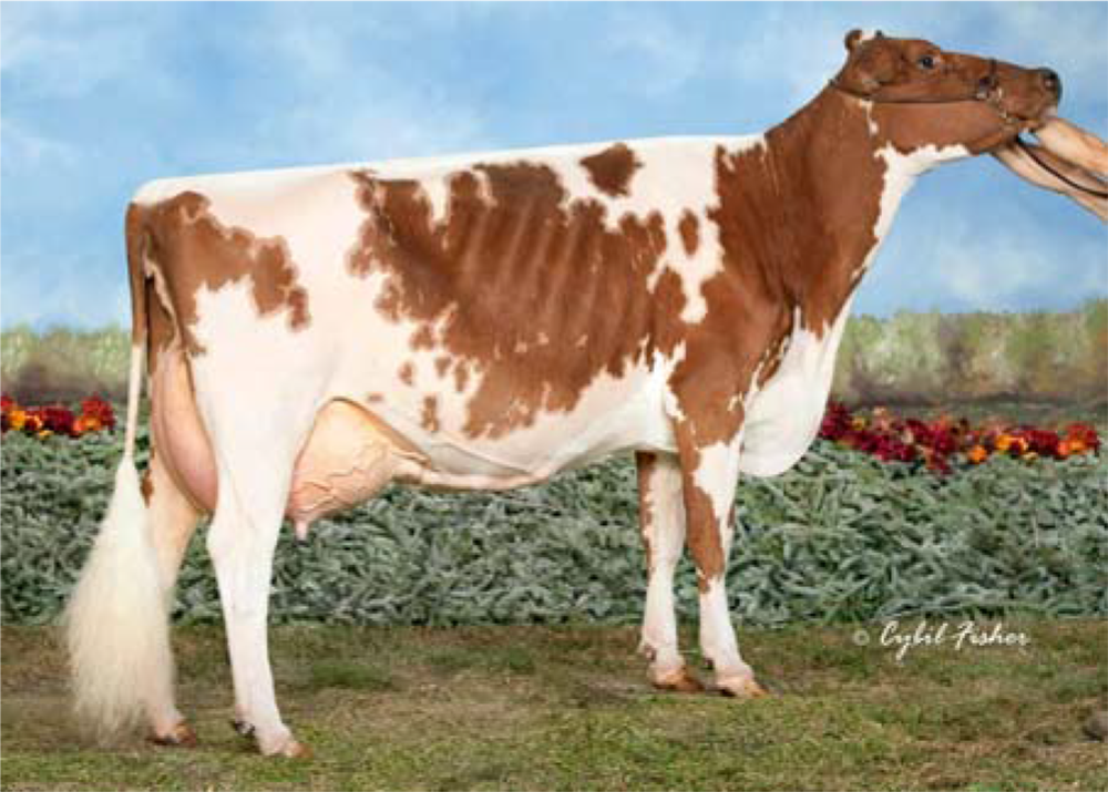 Sweet Pepper Black Francesca Beverly J. Donovan, US