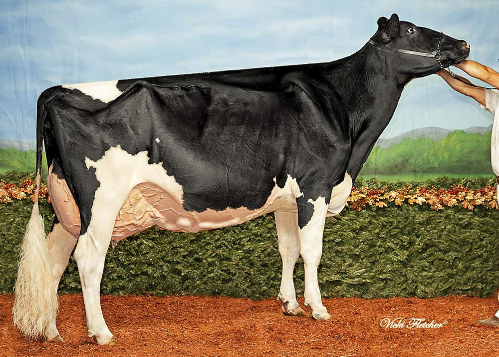 Grand Champion - Bonaccueil Maya Goldwyn