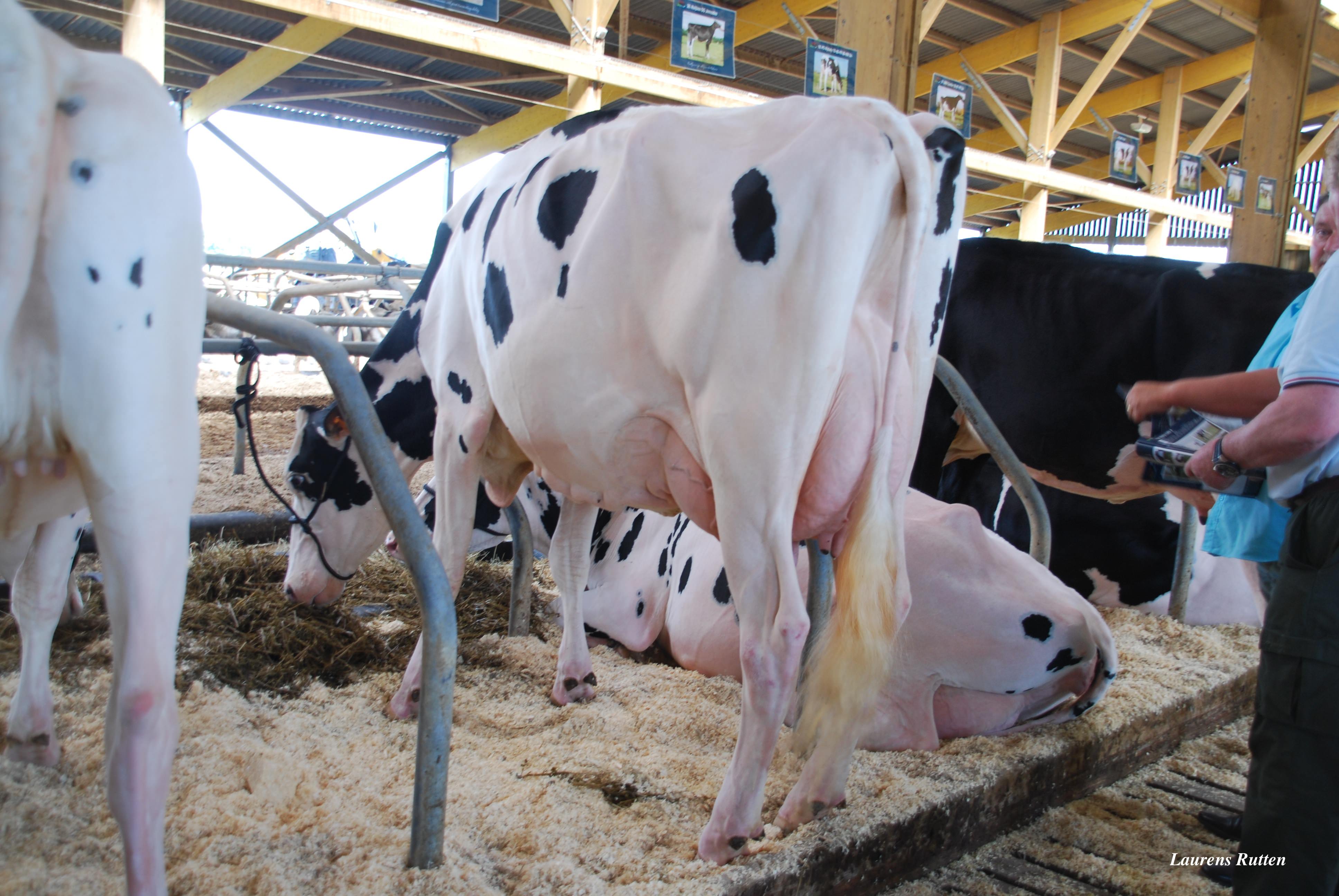 The number 1 GTPI RC cow in the world Fily Sher RC, she’s a Man – o – Man x baxter x shottle x Gen I beq Durham Sherry