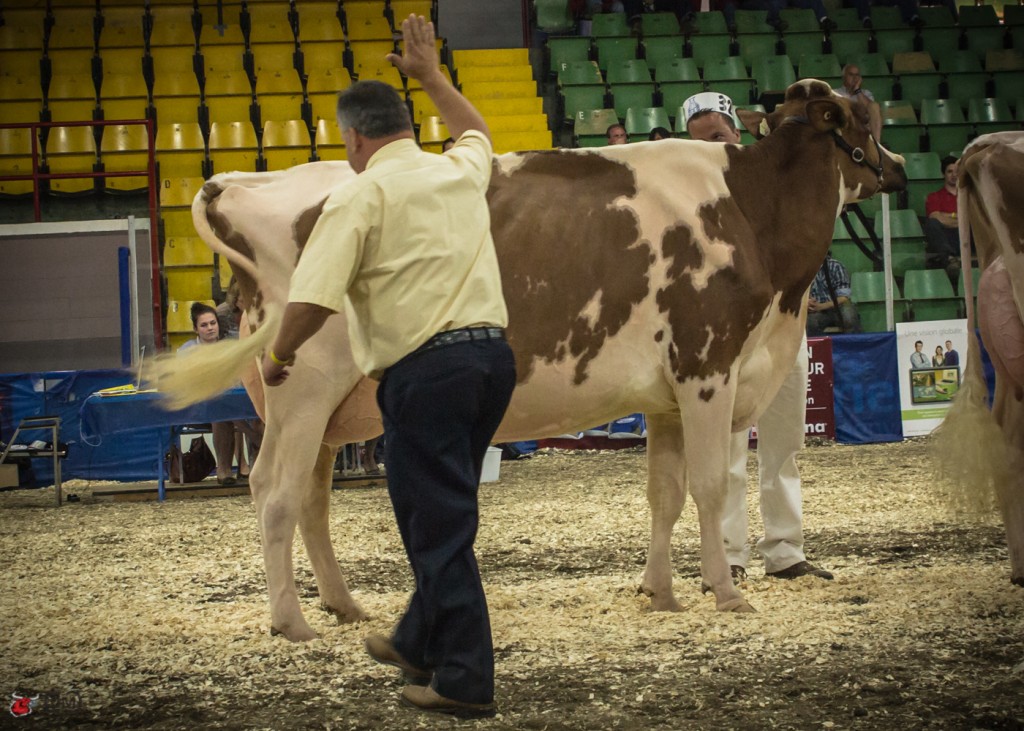 Grand Champion - MELLSUNSET DESTRY SABRINA