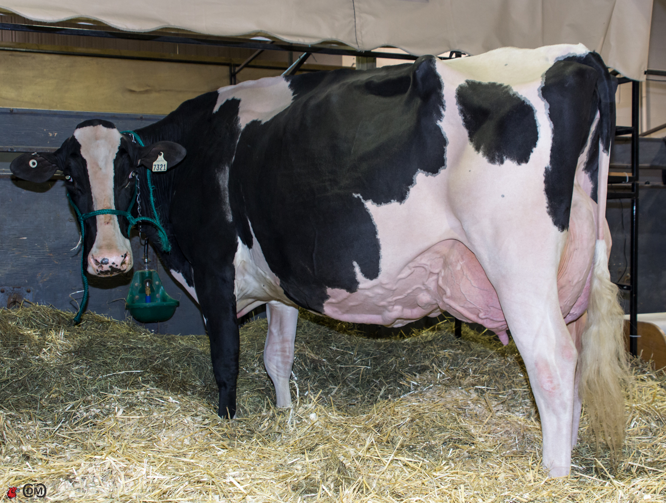 RF Goldwyn Hailey Getting ready for the show. 