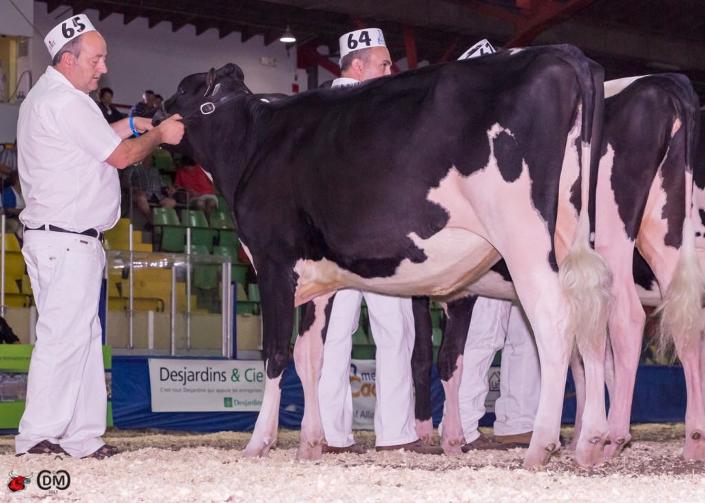 Bergeroy Sid Ambio 1st place summer yearling 