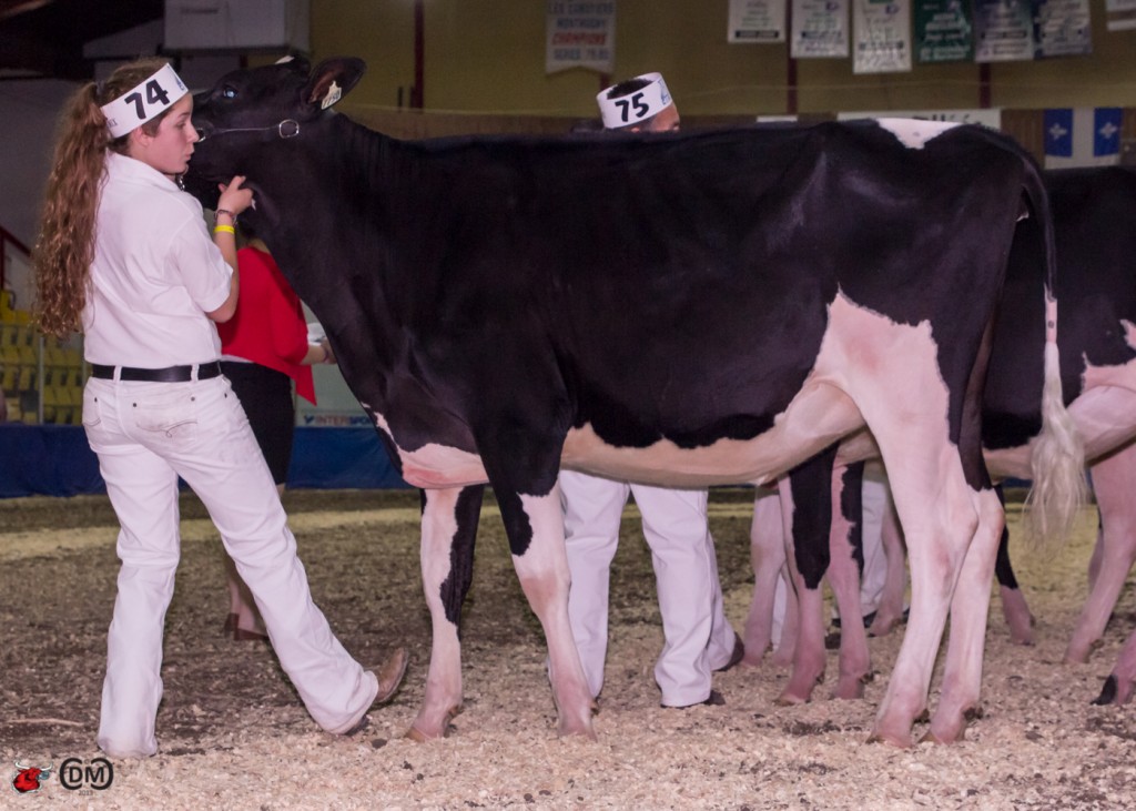 Rotaly Windbrook Hilda 1st place junior yearling Quebec Championship Show