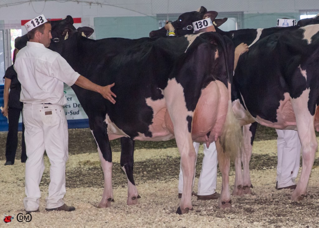 Crater Indiana Goldwyn  1st place Sr. 3yr old