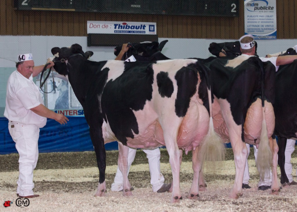 RF Goldwyn Hailey  1st place mature cow and reserve grand champion