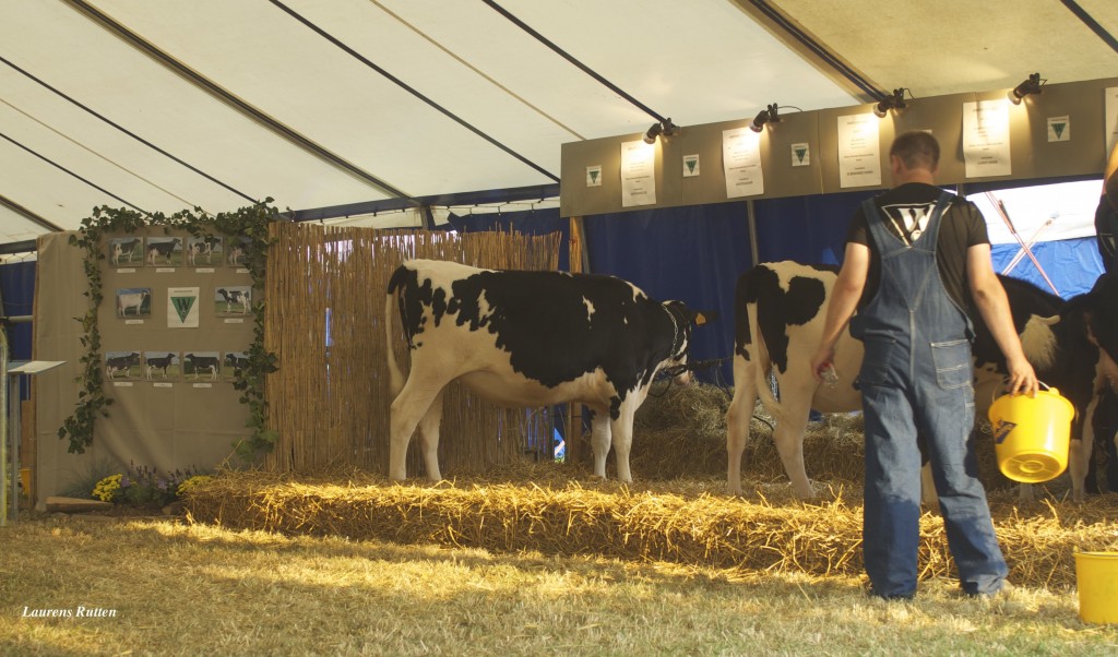 Westhoek Holsteins from Belgium doing an excellent job at their booth