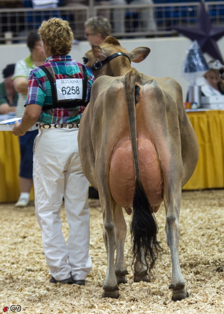 Klinedell Iatola Jasmine-ET (SC Gold Dust Paramount Iatola), Troy Longenecker, Annville, PA