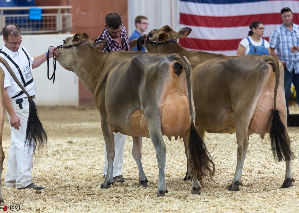Marynole Excite Rosey (Bridon Excitation), Ernie Kueffner and Terri Packard, Boonsboro, MD 