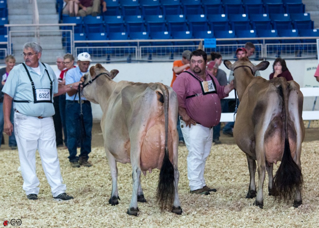 Dalemcee-J Counciller Tauntra (Glenholme Counciller), Patricia Stiles, Clear Brook, VA