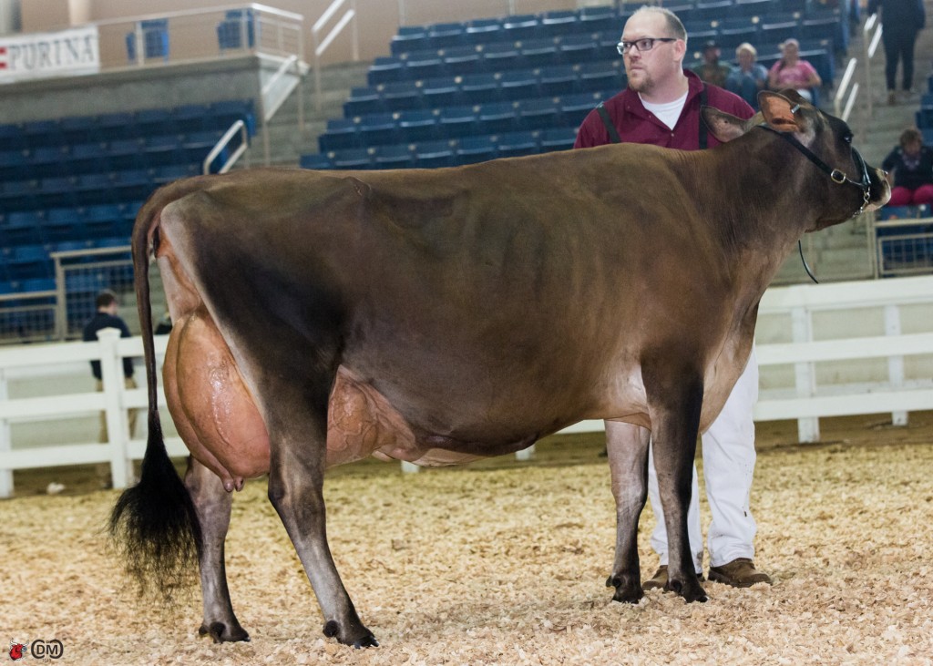 Stoney Point Excitation, exhibited by River Valley, was named the Jersey Grand and Senior Champion of the National Open Jersey Show of the All-American Dairy Show