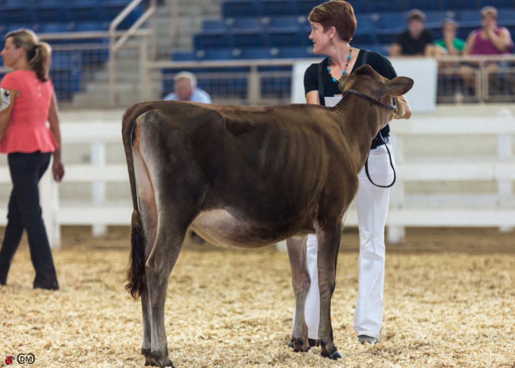 Junior Champion: South Mountain Tequila Sangria (Tower Vue Prime Tequila), Ernie Kueffner and Terri Packard, Boonsboro, MD, 1st Winter Heifer Calf 