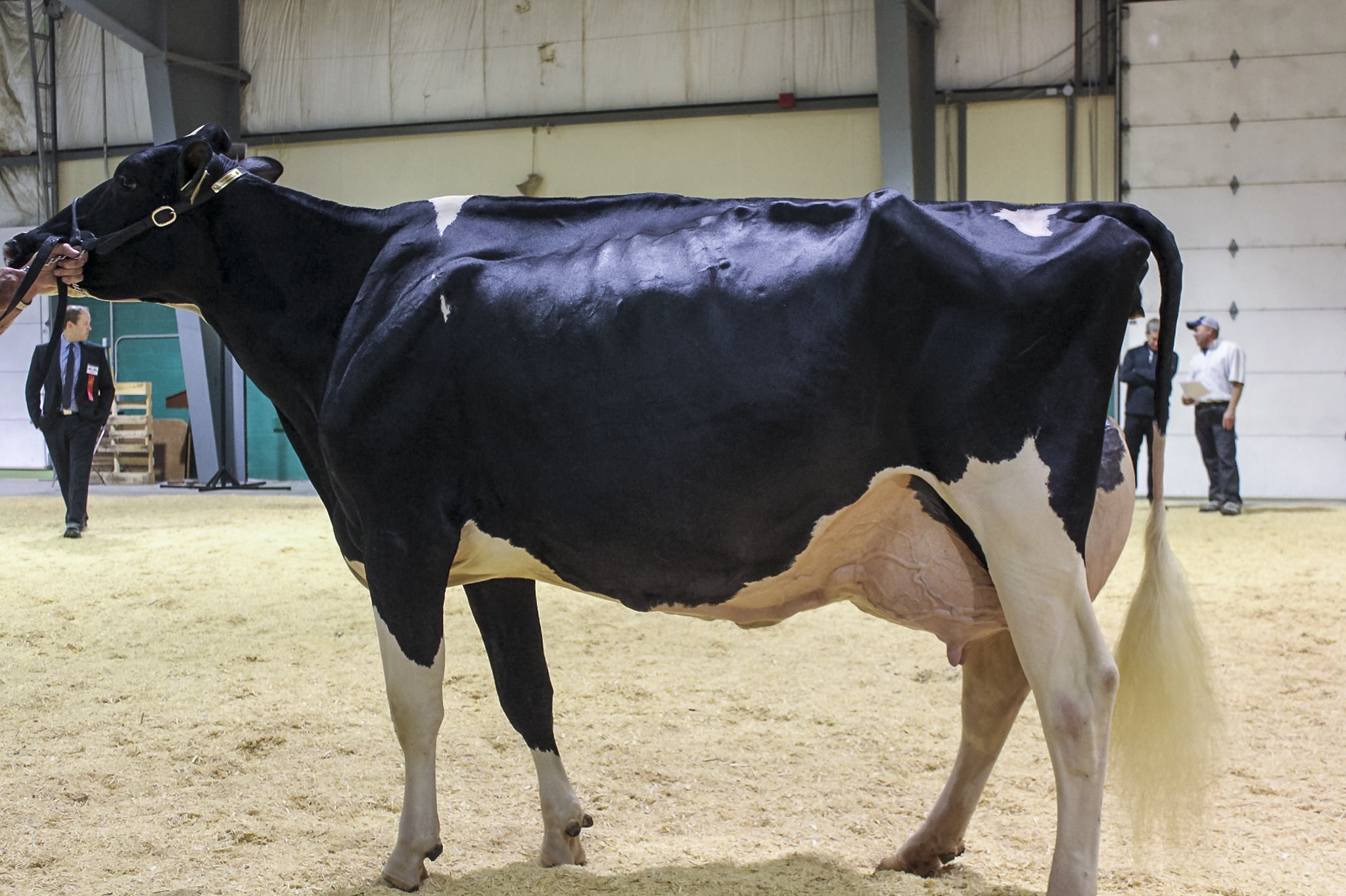 Quality Gold Danzi Grand Champion and First prize Four year old Halton-Peel Holstein Show 2013