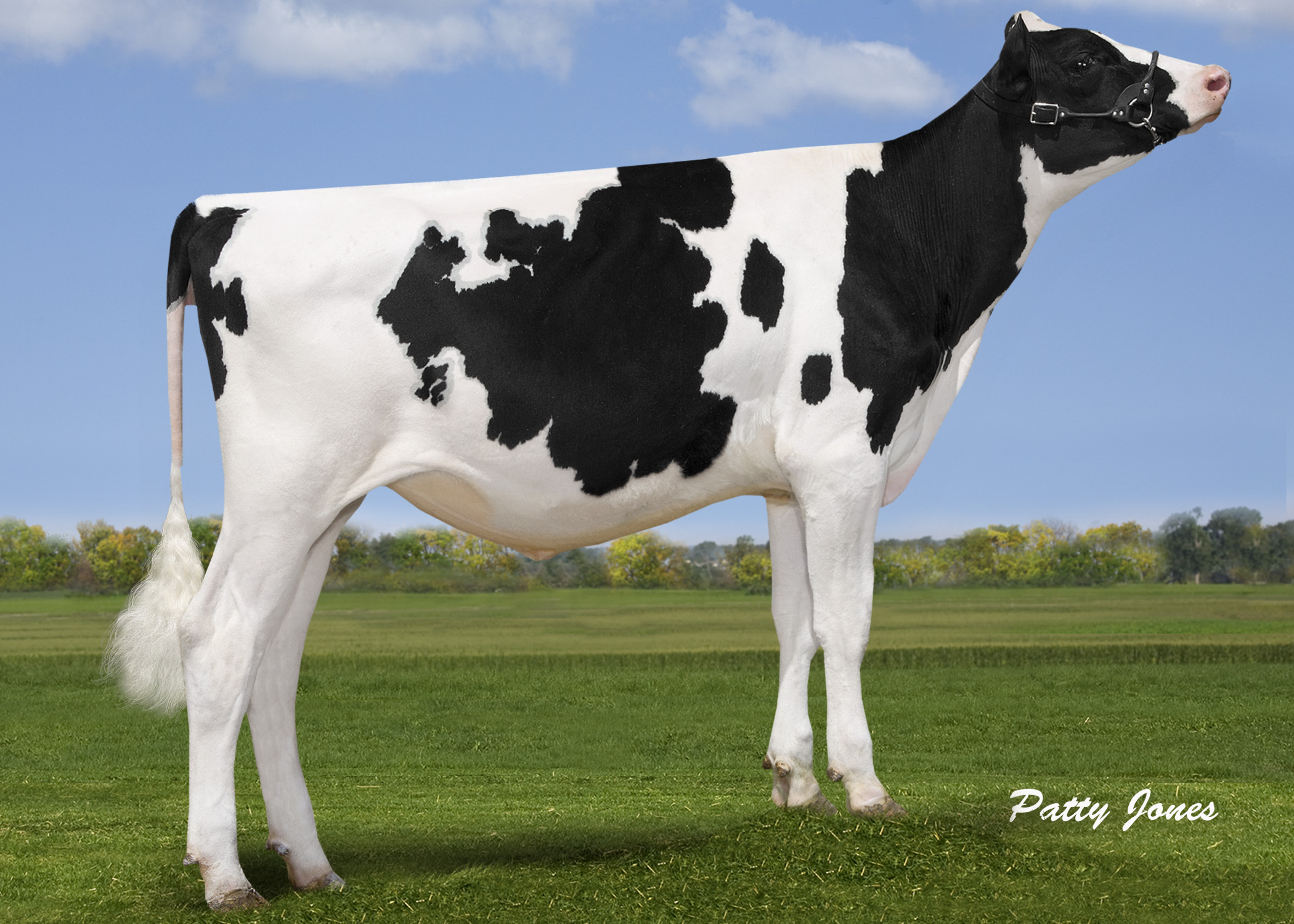 Dymentholm Sunview Sienna *RC | Dam to the #1 GTPI, GLPI & RZG Red heifer world wide