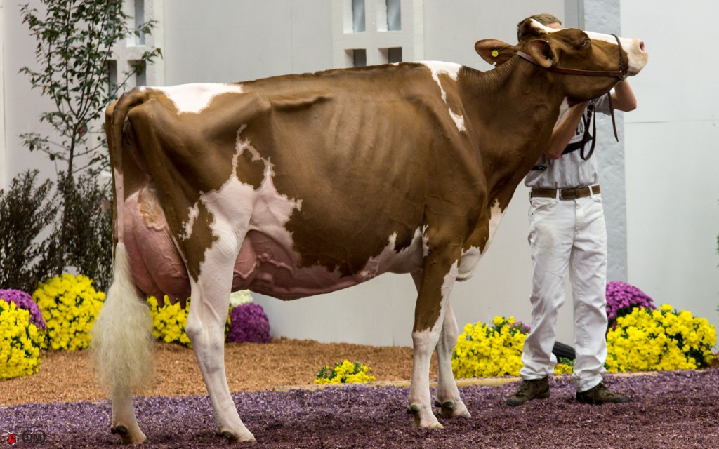 Cleland Advent Korie-Red-ET Cleland Advent Korie-Red-ET