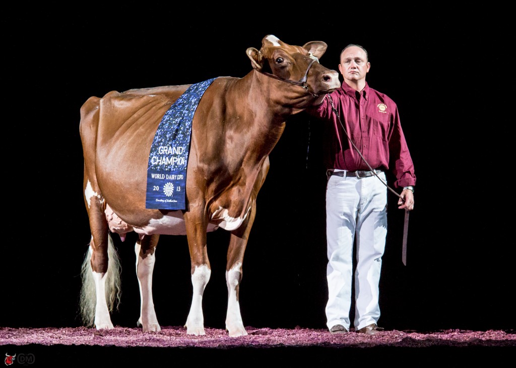 KHW Regiment Apple 3-Red-ETN Grand Champion International Red & White Show 2013 Reserve Supreme Champion World Dairy Expo 2013 Clone to Apple