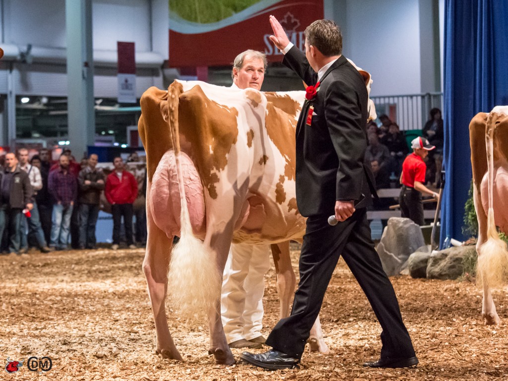 Lochdale Shaquille Missy (Shaquille),  Intermediate Champion  Kawartha Holsteins, ON