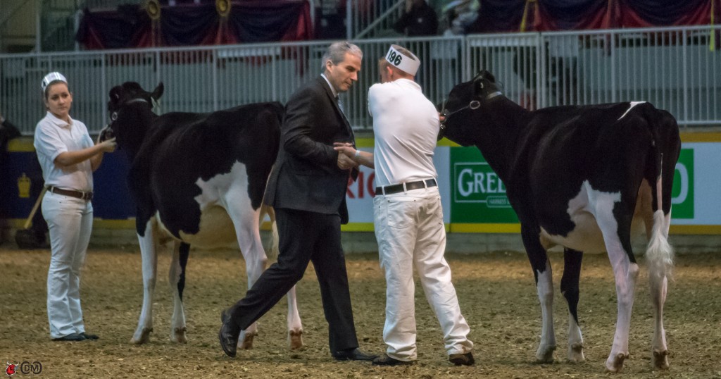 Grand Champion Showman - Champion Showman Peter Leach, Kawartha Lakes